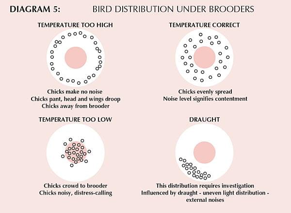Diagram from Ross Broiler Management Manual, August 2, 2007. reprinted with permission of Aviagen Incorperated, Aviagen Limited, Newbridge, Midlothian, Scotland, UK, and Huntsvill, Alambama, USA.